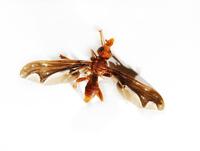 Image of: Pyrgota undata