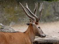 Elaphurus davidianus - Pere David's Deer