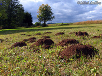 Talpa europaea - European Mole