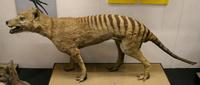 Thylacinus cynocephalus - Thylacine