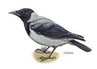 Image of: Corvus corone (carrion crow)