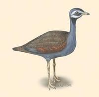 Image of: Eupodotis caerulescens (blue bustard)