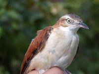 Image of: Furnarius leucopus (pale-legged hornero)