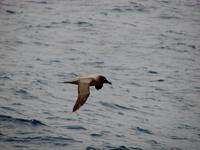 Image of: Phoebetria palpebrata (light-mantled albatross)