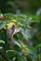 Image of: Piranga olivacea (scarlet tanager)