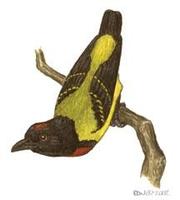 Image of: Prionochilus thoracicus (scarlet-breasted flowerpecker)