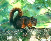 Sciurus granatensis - Red-tailed Squirrel