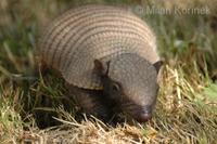 Chaetophractus villosus - Large Hairy Armadillo