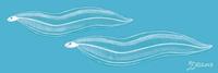 Image of: Anguilliformes (eels)