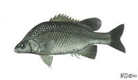 Image of: Macquaria australasica (Macquarie perch)