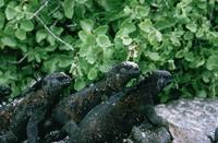 Amblyrhynchus cristatus - Galapagos Marine Iguana