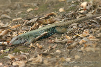 Ameiva fuscata