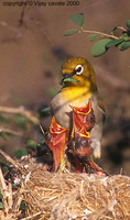 Oriental White-eye - Zosterops palpebrosus