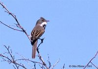 Greater Whitethroat - Sylvia communis