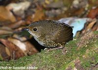 Pygmy Wren Babbler - Pnoepyga pusilla