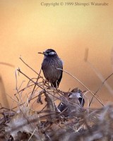 White-cheeked Starling - Sturnus cineraceus