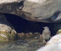 Brown Dipper - Cinclus pallasii