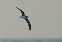 Cape Verde Petrel - Pterodroma feae