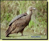 White-rumped Vulture - Gyps bengalensis