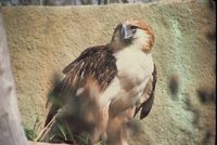 Great Philippine Eagle - Pithecophaga jefferyi