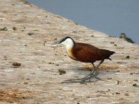 African Jacana - Actophilornis africanus