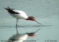 Red-necked Avocet - Recurvirostra novaehollandiae