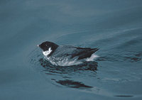 Ancient Murrelet (Synthliboramphus antiquus) photo