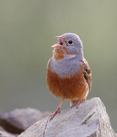 Cretzchmar's Bunting (Emberiza caesia) photo