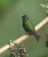 Buff-tailed Coronet (Boissonneaua flavescens) photo