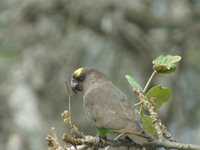 Meyer's Parrot - Poicephalus meyeri