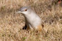 Great Lizard-Cuckoo - Saurothera merlini