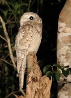 Great Potoo - Nyctibius grandis