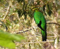 Golden-headed Quetzal - Pharomachrus auriceps