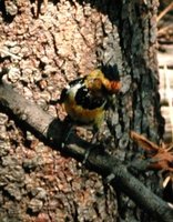 Crested Barbet - Trachyphonus vaillantii