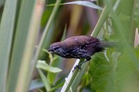 Parana Antwren - Formicivora acutirostris