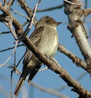 Western Wood-Pewee - Contopus sordidulus