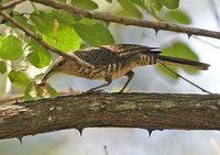 Thrush-like Wren - Campylorhynchus turdinus