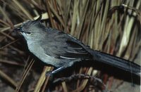 Chiming Wedgebill - Psophodes occidentalis