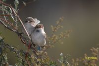 Blue-breasted Fairywren - Malurus pulcherrimus