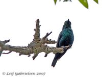 Short-tailed Starling - Aplonis minor