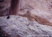 Lark-like Bunting - Emberiza impetuani