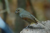 Lesser Antillean Bullfinch - Loxigilla noctis