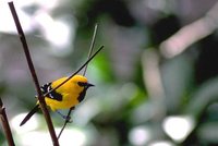 Yellow Oriole - Icterus nigrogularis