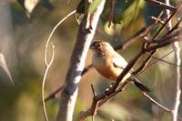 Coal-crested  finch   -   Charitospiza  eucosma   -