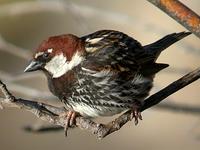 Spanish Sparrow, Puerto Del Carmen, Lanzarote, March 2006.