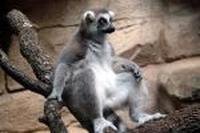 Ringtail Lemur