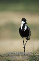 Spur winged lapwing , Vanellus spinosus , Murchison Falls National Park , Uganda stock photo