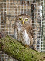 Europ. Sperlingskauz (Glaucidium passerinum)