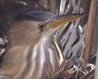 Bukacek maly (Ixobrychus minutus)