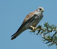 Lesser Kestrel p.82